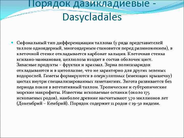 Порядок дазикладиевые Dasycladales Сифональный тип дифференциации таллома (у ряда представителей таллом одноядерный, многоядерным становится