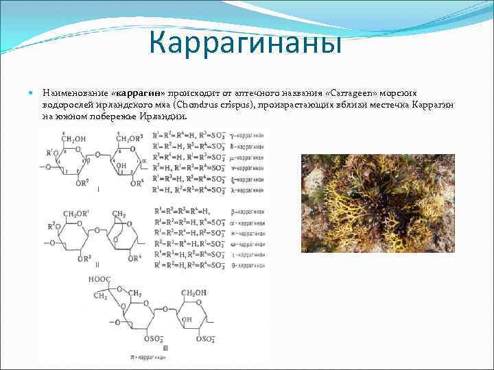 Каррагинаны Наименование «каррагин» происходит от аптечного названия «Carrageen» морских водорослей ирландского мха (Chondrus crispus),