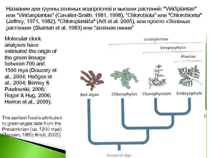 Названия для группы зеленых водорослей и высших растений: 