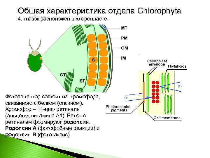Общая характеристика отдела Chlorophyta 4. глазок расположен в хлоропласте. Фоторецептор состоит из хромофора, связанного