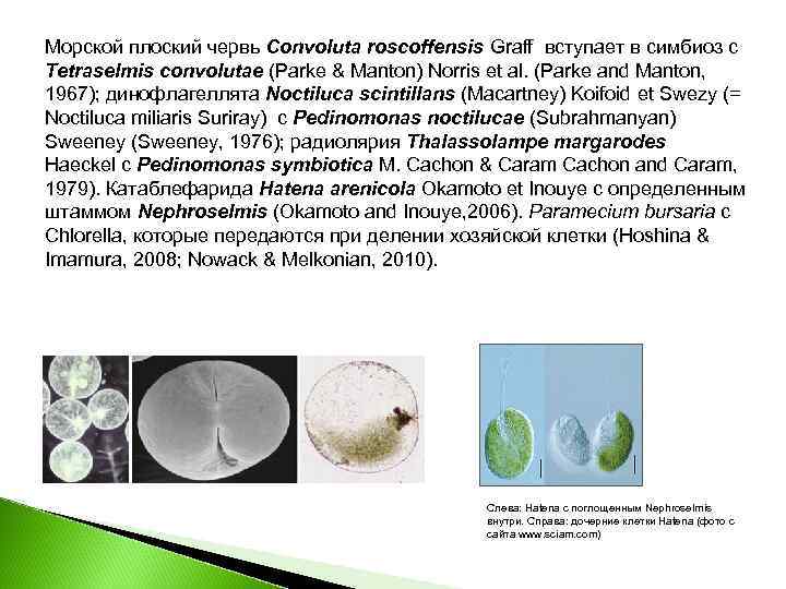 Морской плоский червь Convoluta roscoffensis Graff вступает в симбиоз с Tetraselmis convolutae (Parke &