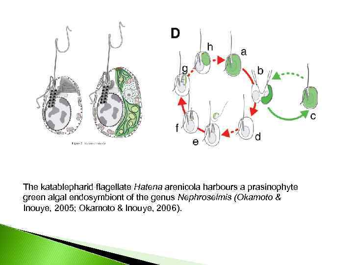 The katablepharid flagellate Hatena arenicola harbours a prasinophyte green algal endosymbiont of the genus