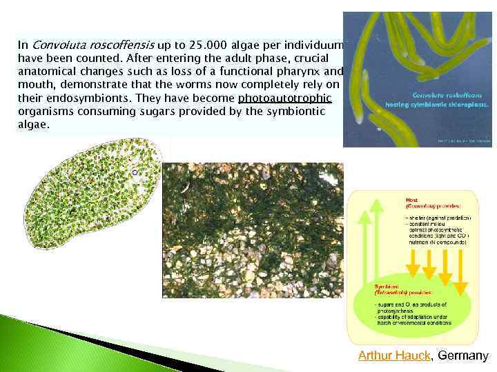 In Convoluta roscoffensis up to 25. 000 algae per individuum have been counted. After