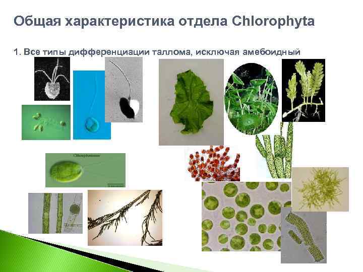 Общая характеристика отдела Chlorophyta 1. Все типы дифференциации таллома, исключая амебоидный 