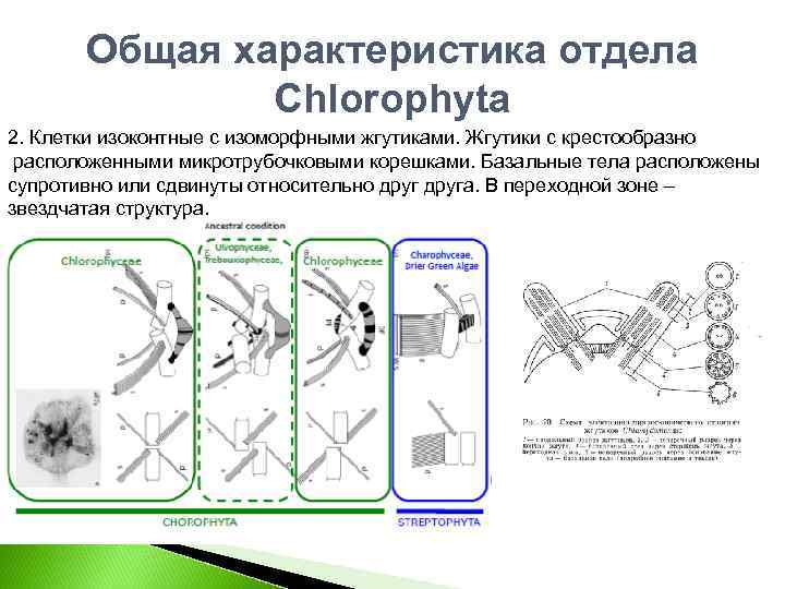 Общая характеристика отдела Chlorophyta 2. Клетки изоконтные с изоморфными жгутиками. Жгутики с крестообразно расположенными