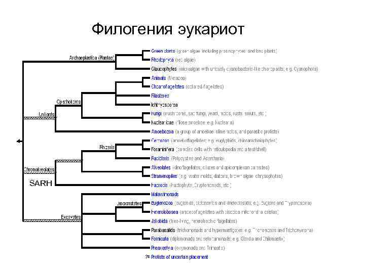 Филогения эукариот SARH 