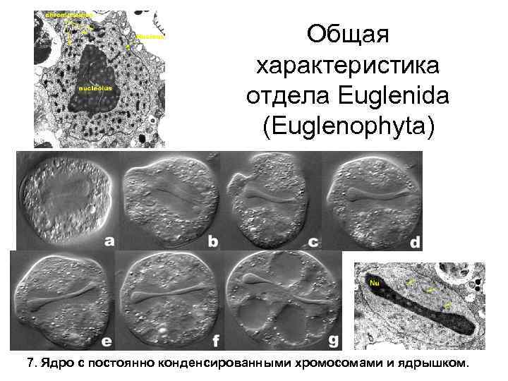 Общая характеристика отдела Euglenida (Euglenophyta) 7. Ядро с постоянно конденсированными хромосомами и ядрышком. 