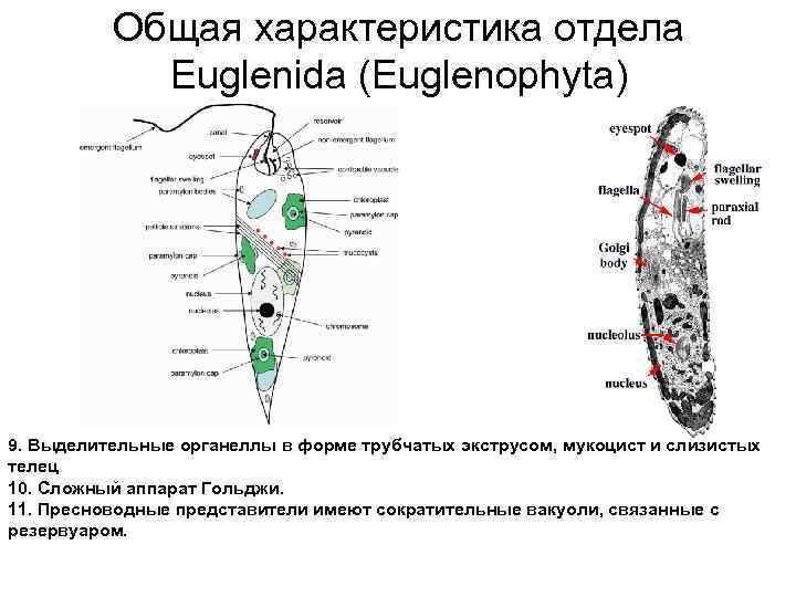 Общая характеристика отдела Euglenida (Euglenophyta) 9. Выделительные органеллы в форме трубчатых экструсом, мукоцист и