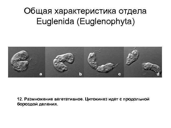 Общая характеристика отдела Euglenida (Euglenophyta) 12. Размножение вегетативное. Цитокинез идет с продольной бороздой деления.