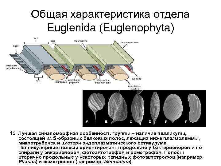 Общая характеристика отдела Euglenida (Euglenophyta) 13. Лучшая синапоморфная особенность группы – наличие пелликулы, состоящей