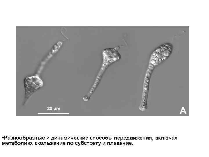  • Разнообразные и динамические способы передвижения, включая метаболию, скольжение по субстрату и плавание.
