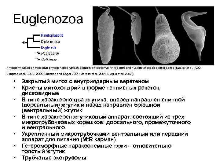 Euglenozoa Phylogeny based on molecular phylogenetic analyses primarily of ribosomal RNA genes and nucleus-encoded