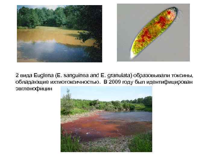 2 вида Euglena (E. sanguinea and E. granulata) образовывали токсины, обладающие ихтиотоксичностью. В 2009