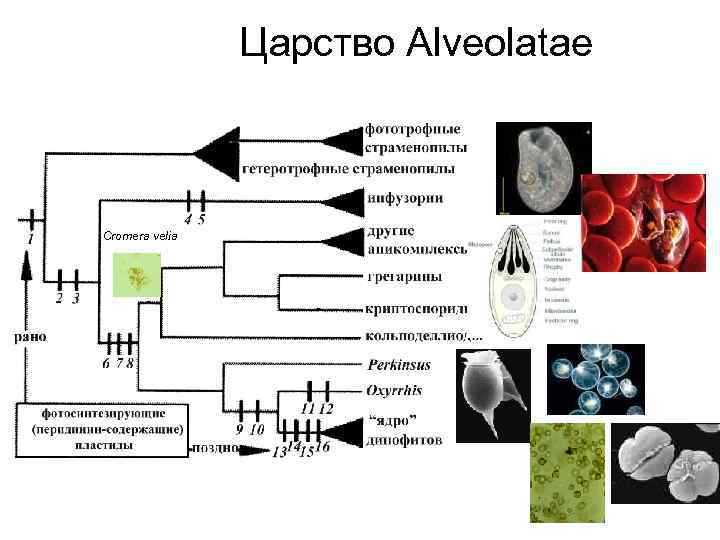 Царство Alveolatae Cromera velia 