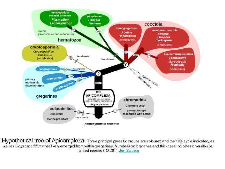 Hypothetical tree of Apicomplexa. Three principal parasitic groups are coloured and their life cycle