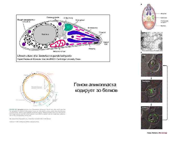 Геном апикопласта кодирует зо белков 