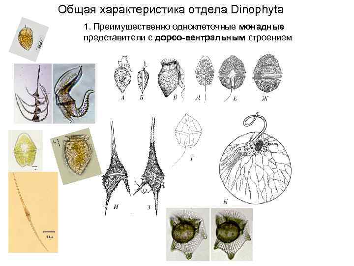 Общая характеристика отдела Dinophyta 1. Преимущественно одноклеточные монадные представители с дорсо-вентральным строением 