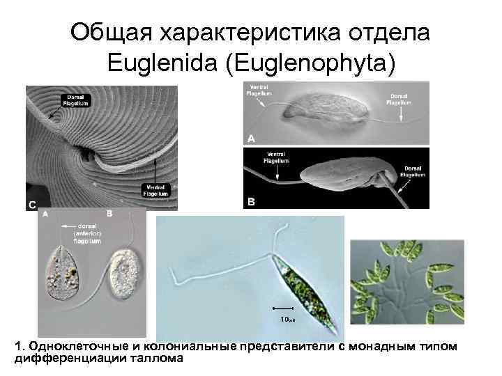 Общая характеристика отдела Euglenida (Euglenophyta) 1. Одноклеточные и колониальные представители с монадным типом дифференциации