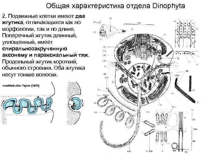 Общая характеристика отдела Dinophyta 2. Подвижные клетки имеют два жгутика, отличающихся как по морфологии,