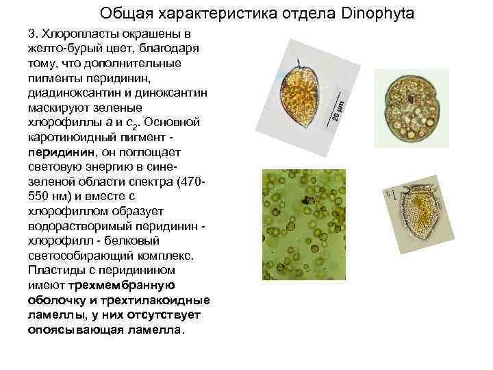 Общая характеристика отдела Dinophyta 3. Хлоропласты окрашены в желто-бурый цвет, благодаря тому, что дополнительные