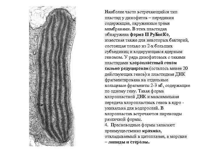 Наиболее часто встречающийся тип пластид у динофитов – перединин содержащие, окруженные тремя мембранами. В