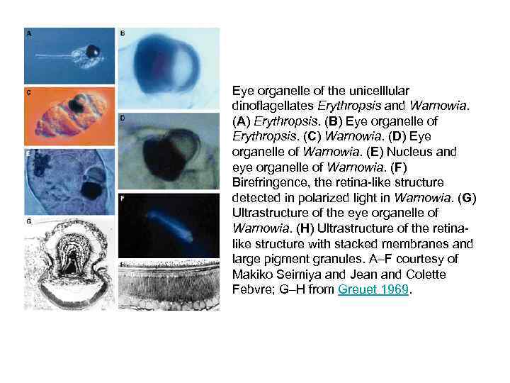 Eye organelle of the unicelllular dinoflagellates Erythropsis and Warnowia. (A) Erythropsis. (B) Eye organelle