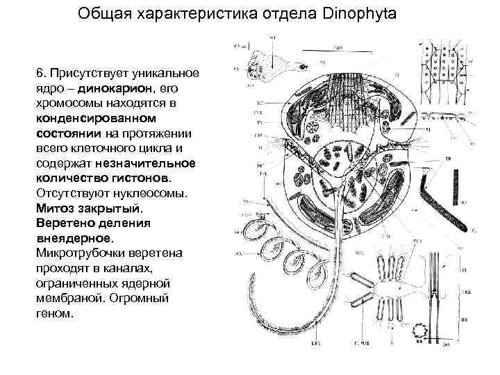 Общая характеристика отдела Dinophyta 6. Присутствует уникальное ядро – динокарион, его хромосомы находятся в