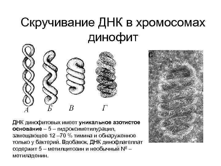 Скручивание ДНК в хромосомах динофит ДНК динофитовых имеет уникальное азотистое основание – 5 –