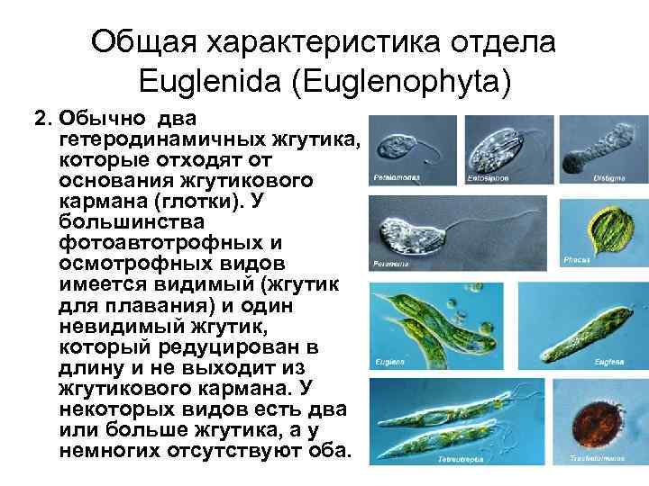 Общая характеристика отдела Euglenida (Euglenophyta) 2. Обычно два гетеродинамичных жгутика, которые отходят от основания