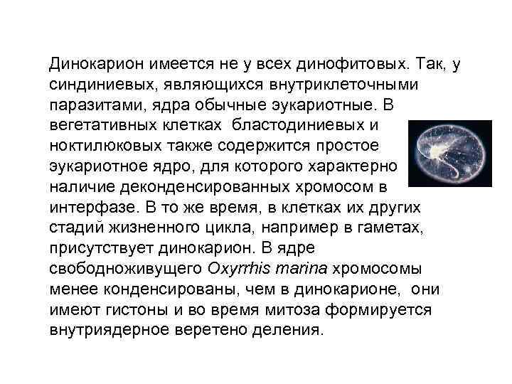 Динокарион имеется не у всех динофитовых. Так, у синдиниевых, являющихся внутриклеточными паразитами, ядра обычные