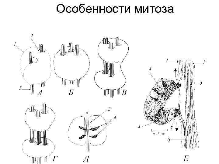 Особенности митоза 