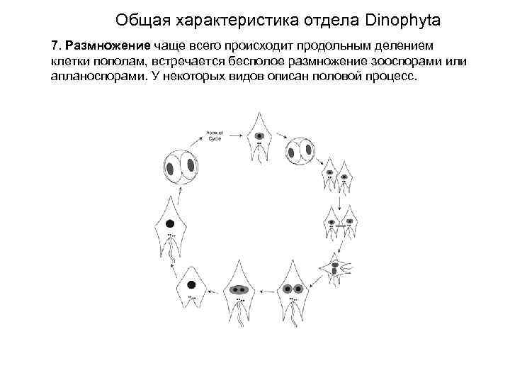 Общая характеристика отдела Dinophyta 7. Размножение чаще всего происходит продольным делением клетки пополам, встречается