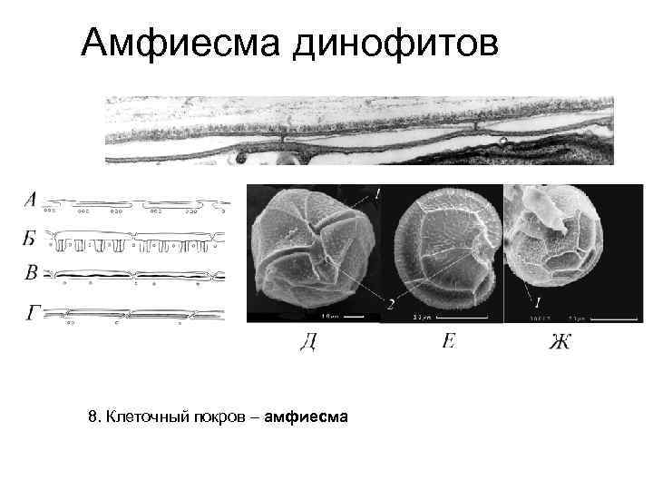 Амфиесма динофитов 8. Клеточный покров – амфиесма 