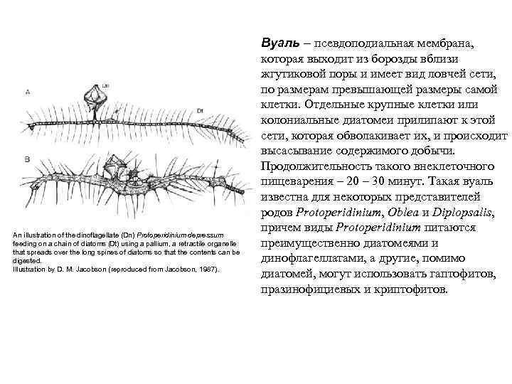 An illustration of the dinoflagellate (Dn) Protoperidinium depressum feeding on a chain of diatoms