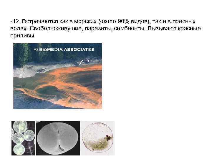 -12. Встречаются как в морских (около 90% видов), так и в пресных водах. Свободноживущие,