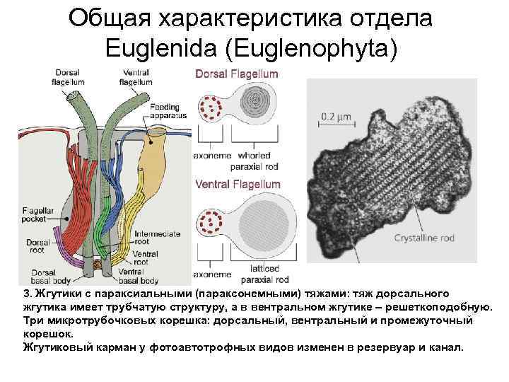 Общая характеристика отдела Euglenida (Euglenophyta) 3. Жгутики с параксиальными (параксонемными) тяжами: тяж дорсального жгутика