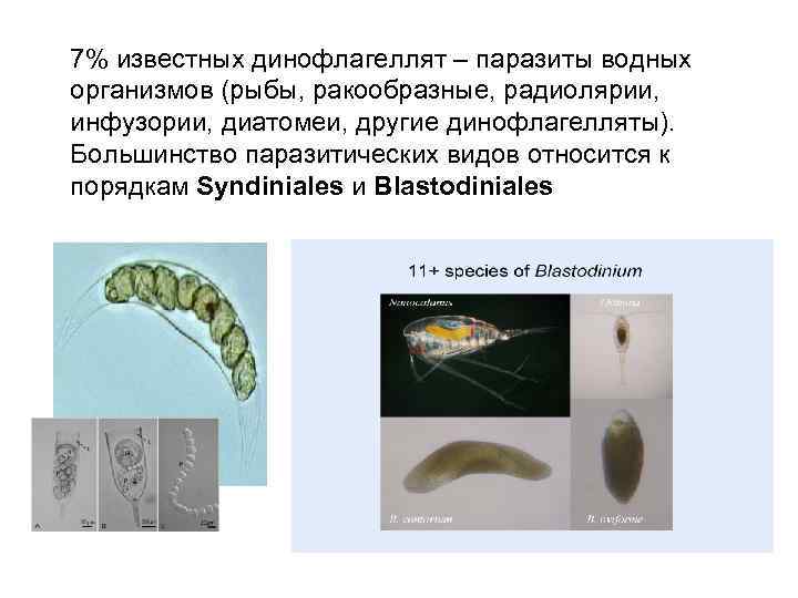 7% известных динофлагеллят – паразиты водных организмов (рыбы, ракообразные, радиолярии, инфузории, диатомеи, другие динофлагелляты).