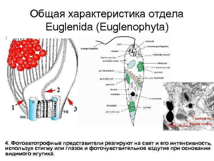 Общая характеристика отдела Euglenida (Euglenophyta) 4. Фотоавтотрофные представители реагируют на свет и его интенсивность,