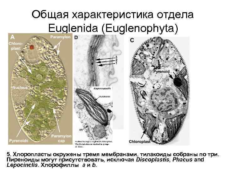 Общая характеристика отдела Euglenida (Euglenophyta) 5. Хлоропласты окружены тремя мембранами, тилакоиды собраны по три.