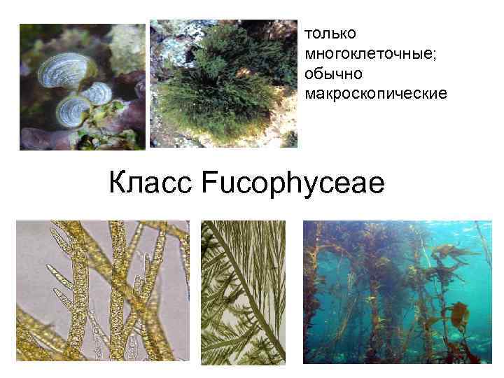 только многоклеточные; обычно макроскопические Класс Fucophyceae 