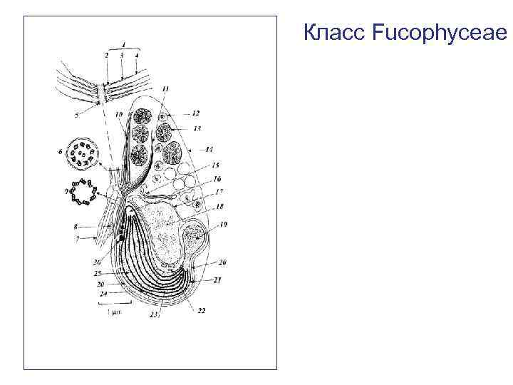 Класс Fucophyceae 