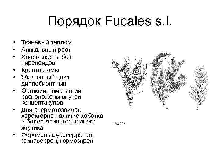 Порядок Fucales s. l. • Тканевый таллом • Апикальный рост • Хлоропласты без пиреноидов