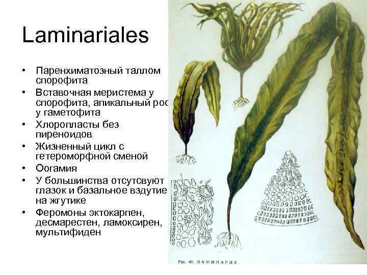 Laminariales • Паренхиматозный таллом спорофита • Вставочная меристема у спорофита, апикальный рост у гаметофита