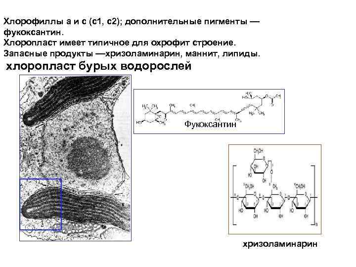Хлорофиллы а и с (с1, с2); дополнительные пигменты –– фукоксантин. Хлоропласт имеет типичное для