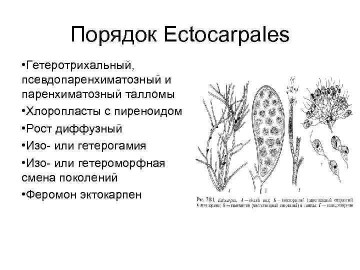 Порядок Ectocarpales • Гетеротрихальный, псевдопаренхиматозный и паренхиматозный талломы • Хлоропласты с пиреноидом • Рост