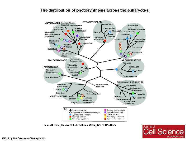 The distribution of photosynthesis across the eukaryotes. Dorrell R G , Howe C J