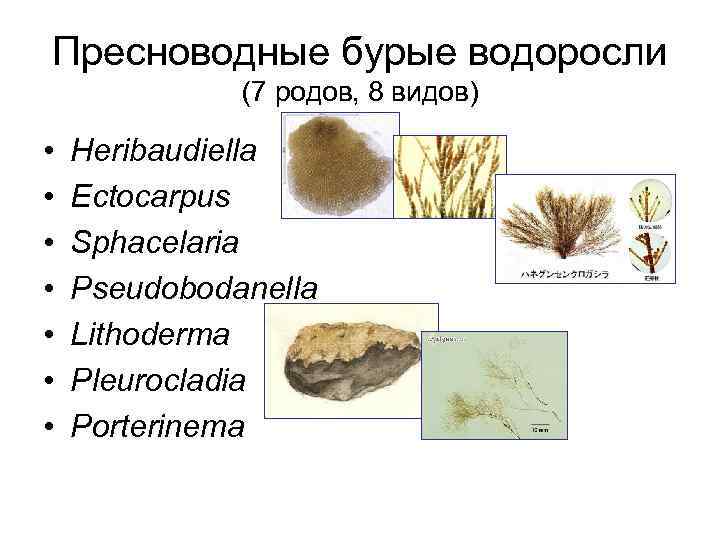 Пресноводные бурые водоросли (7 родов, 8 видов) • • Heribaudiella Ectocarpus Sphacelaria Pseudobodanella Lithoderma