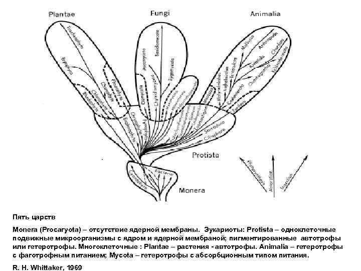 Пять царств Monera (Procaryota) – отсутствие ядерной мембраны. Эукариоты: Protista – одноклеточные подвижные микроорганизмы