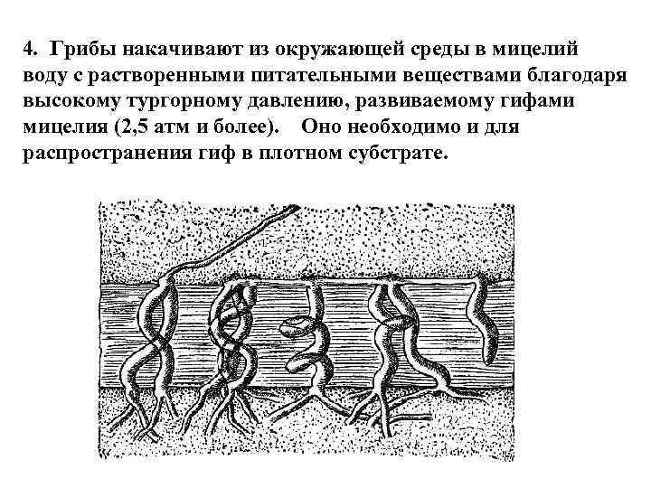 4. Грибы накачивают из окружающей среды в мицелий воду с растворенными питательными веществами благодаря