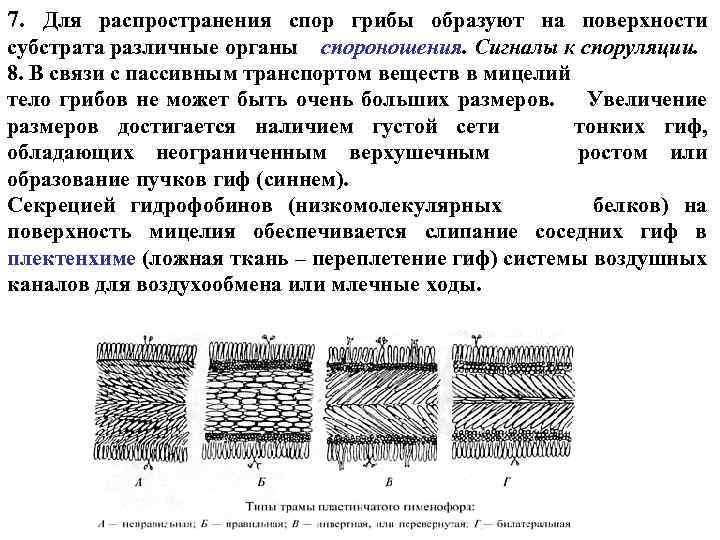 7. Для распространения спор грибы образуют на поверхности субстрата различные органы спороношения. Сигналы к